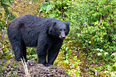 Alaska, Tongass National Forest, Anan Creek. American black bear