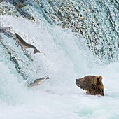 Alaska, Brooks Falls. Grizzly bear at the base of the falls watching fish jump.