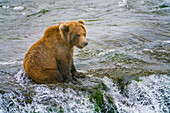 Alaska, Brooks Falls. A grizzly cub sits at the top of the waterfall.