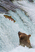 Alaska, Brooks Falls. Grizzlyohr am Fuße des Wasserfalls beim Beobachten eines springenden Fisches.
