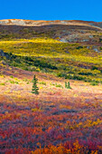 Alaska, Denali-Nationalpark. Herbstlandschaft .