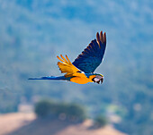 Ein wunderschöner blau-goldener Ara schwebt über dem Lotus Valley, Kalifornien.