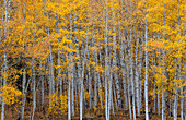 Leaves and tree trunks create an aspen wall of texture, Colorado, USA.