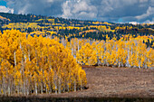 Herbstapfelbäume und Nadelbäume bilden eine Mischung auf diesem Berghang in Colorado, Colorado.