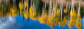 Aspen trees reflect in fall. Rocky Mountains, Colorado, USA.