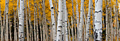 Aspen tree trunks and leaves blend in this autumn image, Rocky Mountains, Colorado, USA.