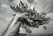The twisting branches of the ancient bristlecone pines, Mount Evans Wilderness Area, Colorado