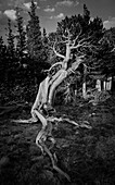 Ancient bristlecone pines, Mount Evans Wilderness Area, Colorado