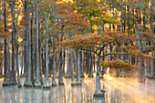 USA, Georgia, Twin City. Fall cypress tress in the fog at sunrise.