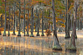 USA, Georgia, Twin City. Fall cypress tress in the fog at sunrise.