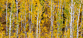 USA, Idaho, Highway 36 westlich von Liberty und mit Espen bewachsene Hänge im Herbstpanorama