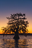 Cypress trees silhouetted at sunrise in autumn at Lake Dauterive near Loreauville, Louisiana, USA