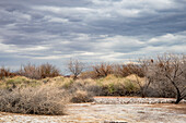 USA, Nevada, Las Vegas (auf der 2019 California Drought Expedition), Clark County Wetlands Park