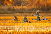 USA, New Mexico, Bosque Del Apache National Wildlife Refuge. Sandhill cranes flying at sunrise.