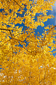 Zitterpappel, Herbstzeit, Sandia Mountains, Cibola National Forest, New Mexico