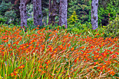 USA, Oregon, Yachats. Bepflanzung