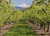 USA, Oregon. Mt. Adams von einer blühenden Obstplantage aus gesehen.