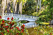 USA, South Carolina, Charleston. Magnolien-Plantage
