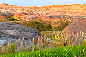 A painterly image of softer hoodoos set against a row of wildflowers and grass.