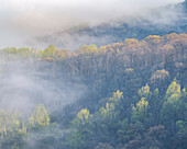 USA, Tennessee, Smokey Mountains National Park. Sonnenaufgang Nebel über Bergwald.