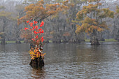 Caddo Lake, Texas mit chinesischem Talg in Herbstfärbung