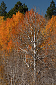 USA, Utah. Bunte Herbstpappeln auf dem Boulder Mountain, Dixie National Forest.