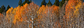 USA, Utah. Bunte Herbstpappel auf dem Boulder Mountain, Dixie National Forest.