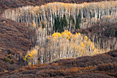 USA, Utah. Herbstpappel im Manti-La Sal National Forest.