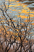 USA, Utah. Abstract design, reflections of canyon walls on the icy Colorado River and skeletal tree, Colorado River Recreation Area, near Moab.