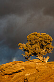 USA, Utah. Verdrehter Wacholder bei Sonnenuntergang mit Gewitterwolken, Dead Horse Point State Park.
