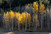 USA, Utah. Bunte Herbstpappeln auf dem Boulder Mountain, Dixie National Forest.