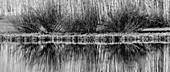 USA, Utah. Black and white image of aspen and willow reflections on Warner Lake, Manti-La Sal National Forest.