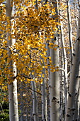 USA, Utah. Bunte Herbstpappeln am Boulder Mountain, Dixie National Forest.