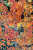 USA, Utah. Bunte Herbstpappeln und Ponderosa-Kiefern auf dem Boulder Mountain, Dixie National Forest.