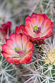 USA, Utah. Claret Cup in bloom, Bears Ears National Monument.