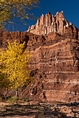 USA, Utah. Autumn cottonwood and the Castle, Capitol Reef National Park
