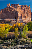 USA, Utah. Herbstpappeln bei Sonnenuntergang, Arches National Park