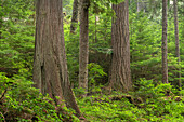 Altgewachsener Wald in Heart O' the Hills, Olympic National Park, Washington State