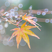 USA, Bundesstaat Washington, Seabeck. Blätter des japanischen Ahorns nach einem Herbststurm.
