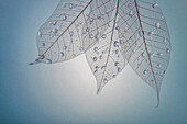 USA, Washington State, Seabeck. Pattern of drops on skeletonized leaves.