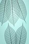 USA, Washington State, Seabeck. Pattern of skeletonized leaves.