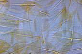 USA, Bundesstaat Washington, Seabeck. Muster aus skelettierten Blättern.