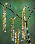 USA, Washington State, Seabeck. Pollen-producing male parts of beaked hazelnut catkin plant.