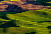 Rollende Weizenhügel von Steptoe Butte bei Colfax, Bundesstaat Washington, USA