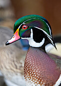 USA, Washington State, Sammamish. Yellow Lake with male drake wood duck