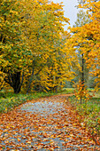 USA, Bundesstaat Washington. Herbstlich gefärbte Ahornbäume in der Nähe von Darrington, abseits des Highway 530 und der kurvigen Fahrbahn mit herabgefallenen Blättern.