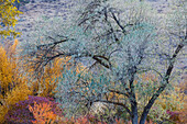 USA, Bundesstaat Washington. Herbstfärbung um den Pearrygin Lake State Park bei Winthrop.