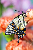 USA, Washington State, Sammamish. Eastern tiger swallowtail butterfly resting on orange carnation