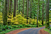 USA, Washington State, Darrington. Curved roadway in autumn forest of fir and vine maple trees