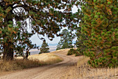 USA, Washington State, Whitman County, Palouse. Pine trees along dirt road near Farmington.